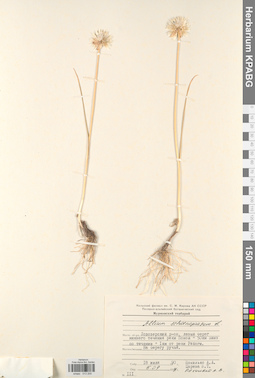 KPABG013200