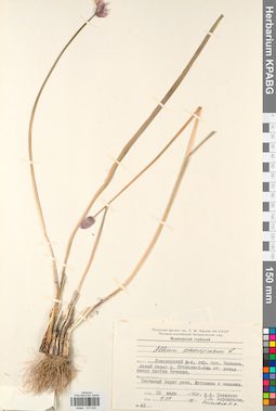 KPABG013202