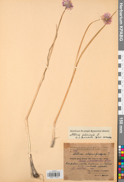 KPABG013209
