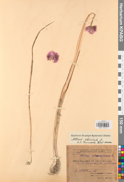 KPABG013217