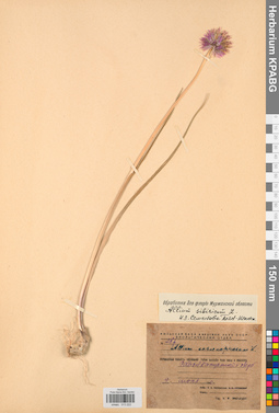 KPABG013222