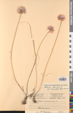 KPABG013230