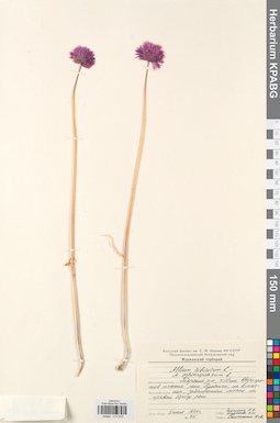 KPABG013233