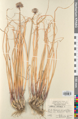 KPABG013239