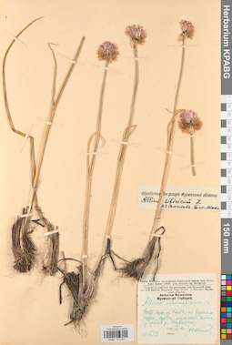 KPABG013241