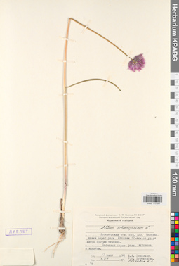 KPABG013249