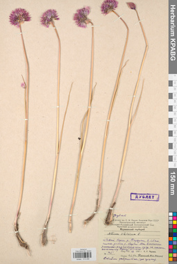 KPABG013256