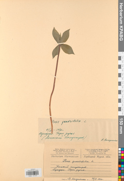 KPABG013331