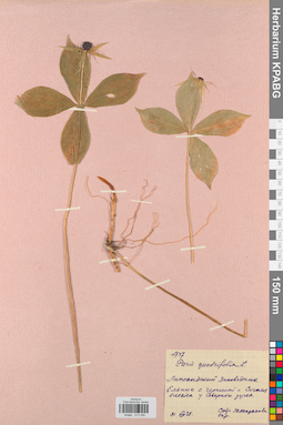 KPABG013356