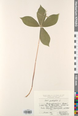 KPABG013381
