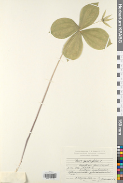 KPABG013382