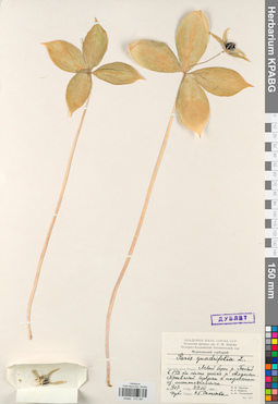 KPABG013387
