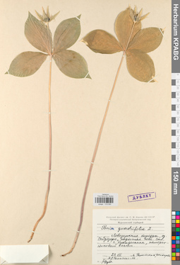 KPABG019595
