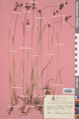 KPABG012825
