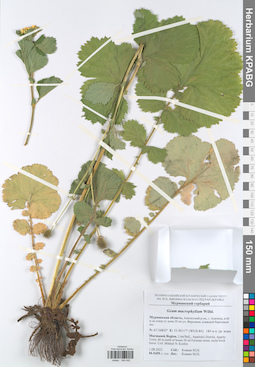KPABG048492