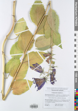 KPABG048503