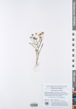 KPABG049061
