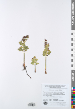 KPABG049065