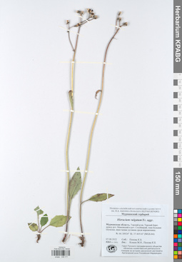 KPABG049171