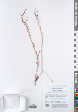 KPABG049243