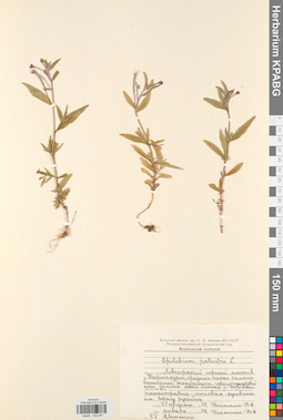 KPABG032287