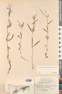 KPABG032290