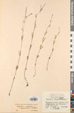 KPABG032423