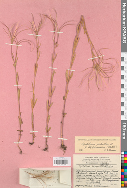 KPABG032425
