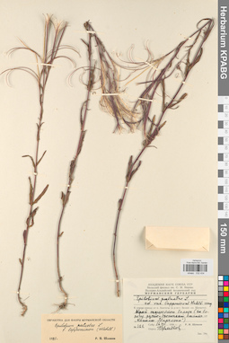 KPABG032434