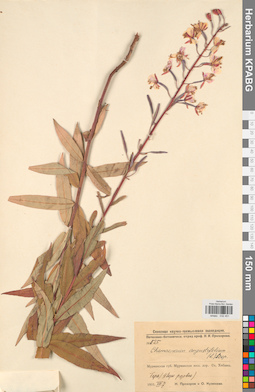 KPABG032451