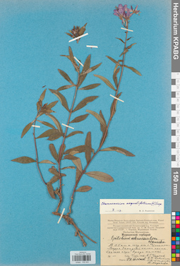 KPABG032454