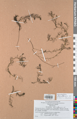 KPABG032509