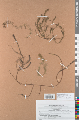 KPABG032513