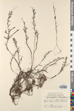 KPABG032520