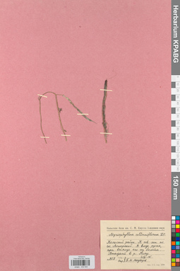 KPABG032542