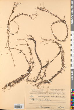 KPABG032545