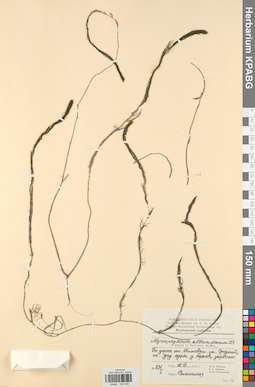 KPABG032546