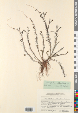 KPABG032548