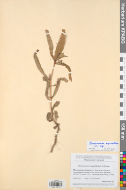 KPABG042721