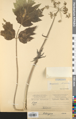 KPABG019391