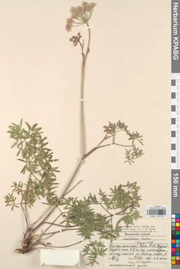 KPABG033090