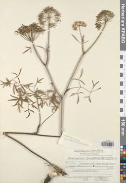 KPABG033091