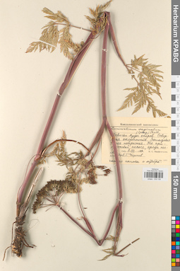 KPABG033138