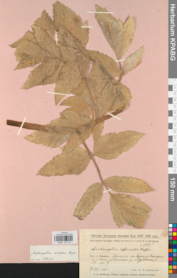 KPABG033155