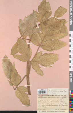 KPABG033156