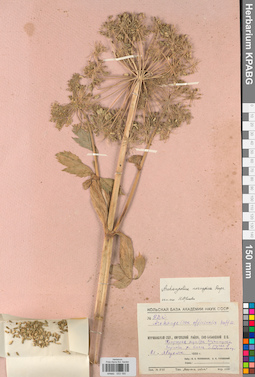 KPABG033160