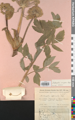 KPABG033161