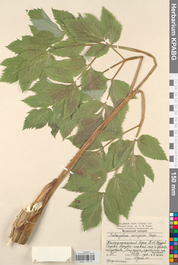 KPABG033174