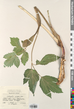 KPABG033177