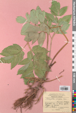 KPABG033191
